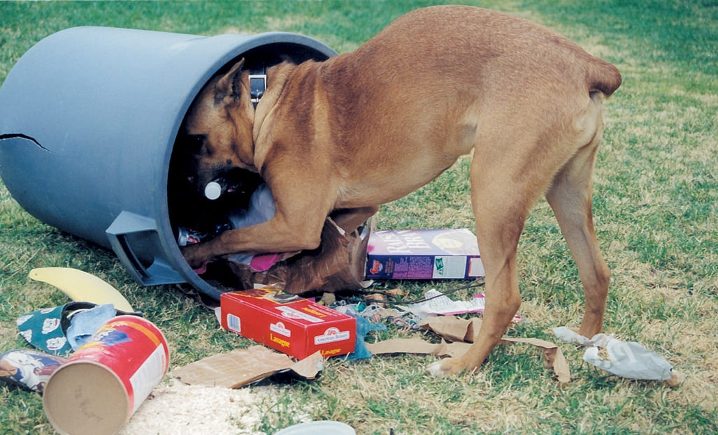 Собака подбирает мусор на улице: что делать? | Статьи от кинолога