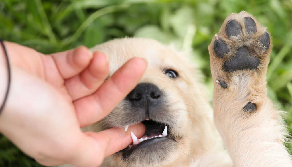 Как отучить собаку играться с руками?