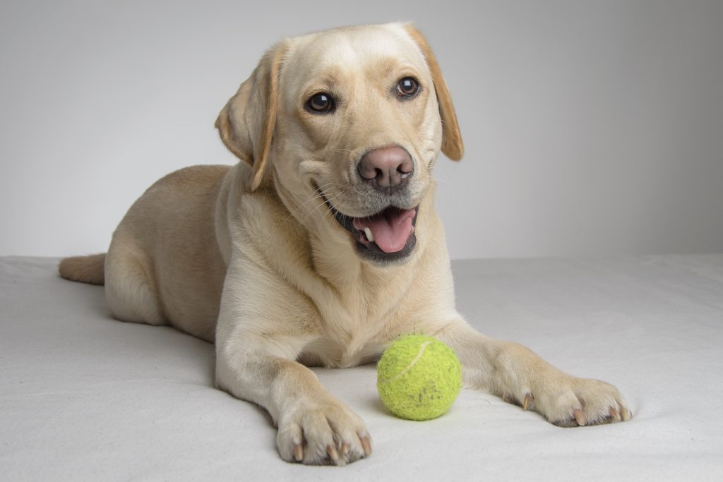 Как научить собаку отдавать мяч в руки?